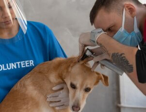 Medicina Veterinária