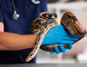 O veterinário de zoológico desempenha várias atividades.