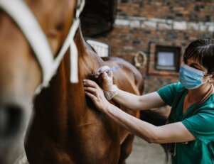 Quando a Medicina Veterinária se tornou profissão?