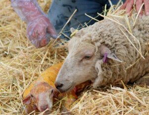 Veterinário em fazenda