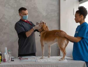 Como empreender em Medicina Veterinária?