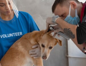 Quanto ganha um pet nas grandes cidades.