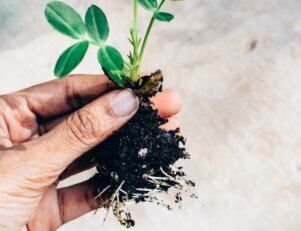 Engenharia Agronômica melhora a produtividade no campo