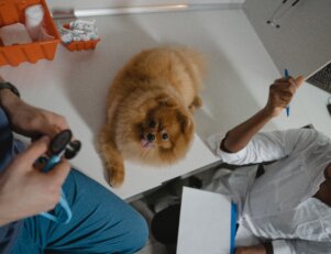 Quanto ganha um veterinário no interior do Brasil?