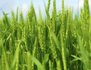 As 5 maiores inovações da agronomia.