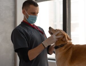 Dicas para encarar o curso de Medicina Veterinária