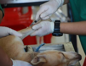 Primeiros anos de Medicina Veterinária