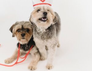 Desafios da medicina veterinária.