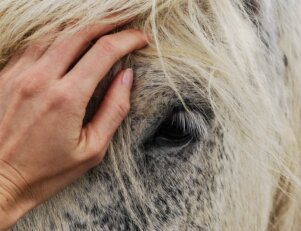 Medicina veterinaria