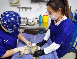 Medicina Veterinária