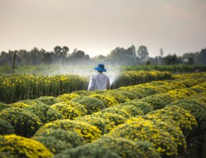 CST em gestão do agronegócio