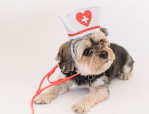 Medicina veterinária