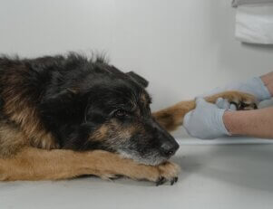 Saiba tudo sobre a faculdade de Medicina Veterinária: perfil do aluno, matérias do curso, preço da mensalidade e opções de carreira.