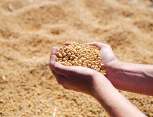 Tudo o que você precisa saber sobre o curso de Agronegócios