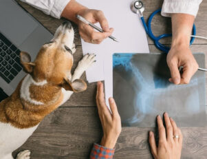 O que cursar para trabalhar com animais?