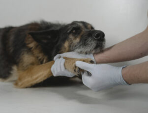 Veterinário examinando a pata de um cachorro
