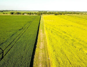 Agronegócio: como se tornar um especialista?