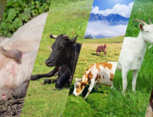 O curso de Agronomia permite trabalhar com animais?