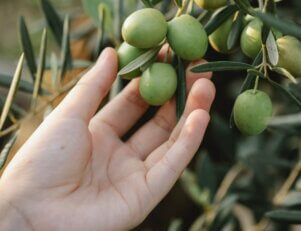 Uma mão segurando os frutos de uma oliveira